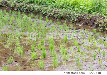 一排排水稻秧苗插在稻田裡 127234013
