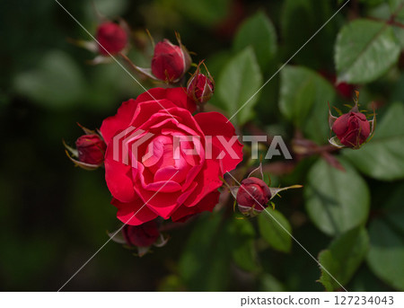 五月玫瑰,深紅櫻桃博尼卡 五月玫瑰,深紅櫻桃博尼卡 127234043