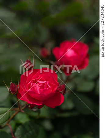 May Rose, Deep Red Cherry Bonica 127234046