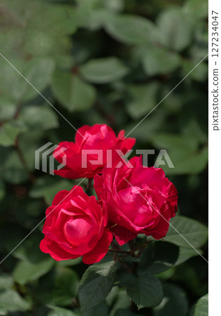 五月玫瑰，深紅櫻桃博尼卡 127234047