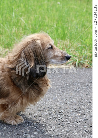 A senior miniature dachshund sunbathing off-leash in front of the house 127234138