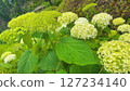 Green hydrangea blooming during the rainy season 127234140