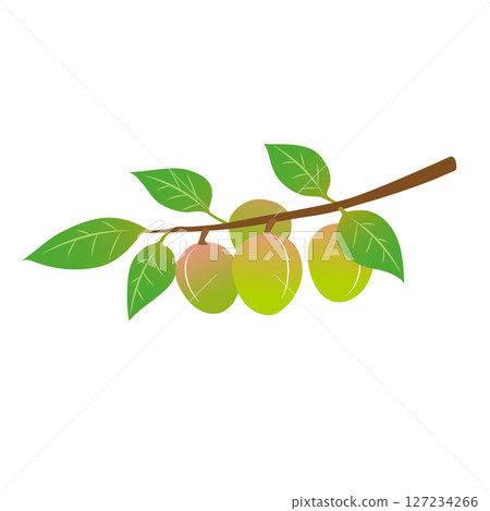 Illustration of plum tree fruit 127234266