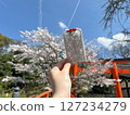 A hand holding up a lace amulet from Shimogamo Shrine with cherry blossoms in the background 127234279