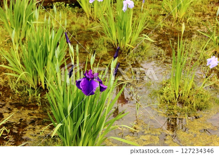 Purple irises in full bloom at Kitayama Park (1) 127234346