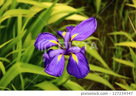 北山公園盛開的紫色鳶尾花（2） 127234347