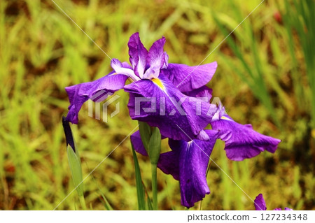 北山公園盛開的紫色鳶尾花（3） 127234348