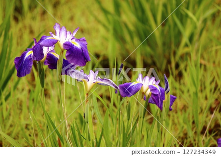 Purple irises in full bloom at Kitayama Park (4) Purple irises in full bloom at Kitayama Park (4) 127234349