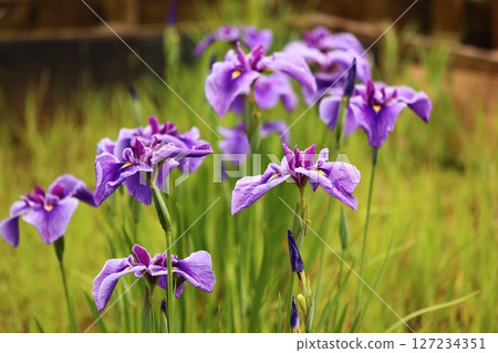 北山公園盛開的紫色鳶尾花（6） 127234351