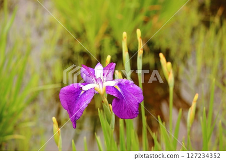 北山公園盛開的紫色鳶尾花（7） 127234352