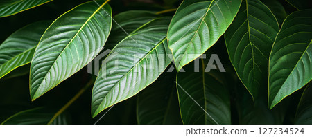 Banner of  Close-Up of Tropical Leaves with Glossy Texture 127234524