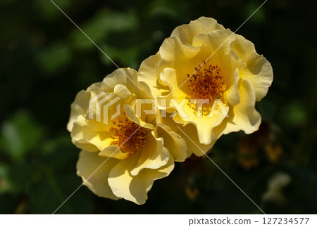 May Rose, Disneyland Rose 127234577