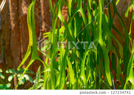 Natural unique decor. Natural unique decor. 127234741
