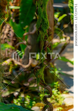 Natural unique decor. 127234751