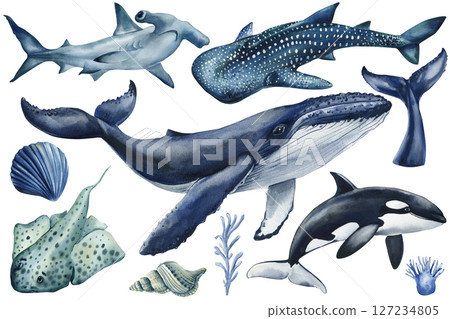 Watercolor whale shark orca and hammerhead with ocean shells and coral sea life clipart on white background 127234805