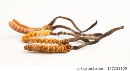 Cordyceps sinensis or Ophiocordyceps sinensis isolated on white background, mushroom herb treatment medicine. 127235109