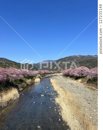 加茂郡河津町河津櫻花 127235149