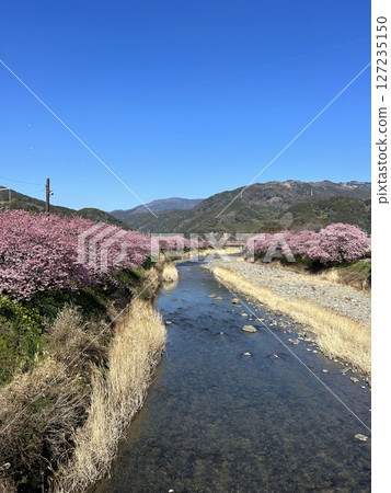 加茂郡河津町河津櫻花 127235150