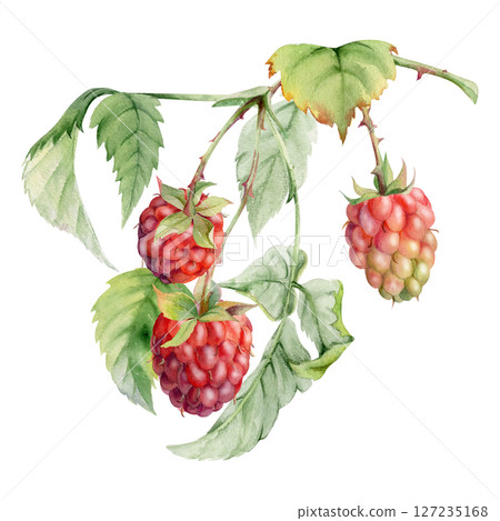 Raspberry leaves berries hanging on thorny spiked branch watercolor hand drawn. Ripe dewberry mulberry loganberry. Isolated botanical illustration. Home preserves cookbook, grocery store, closeup card Raspberry leaves berries hanging on thorny spiked branch watercolor hand drawn. Ripe dewberry mulberry loganberry. Isolated botanical illustration. Home preserves cookbook, grocery store, closeup card 127235168