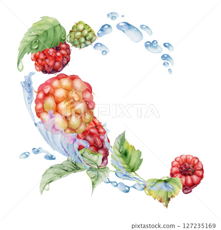 Raspberry flying in water splash leaves flowers, wet moist dew drops, fresh ripe garden berries dewberry cloudberry mulberry loganberry. Isolated illustration hand drawn in watercolor. Drinks grocery 127235169