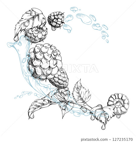Raspberry flying in water splash leaves flowers, wet moist dew drops, fresh ripe garden berries dewberry cloudberry mulberry loganberry. Isolated illustration hand drawn in vector ink. Drinks grocery 127235170