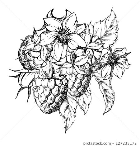 Raspberry flower buds, leaves, asymmetrical ripe forest garden berries bunch cluster group, hand drawn in vector ink. Isolated botanical illustration for dessert menu, wedding, farmers market grocery 127235172