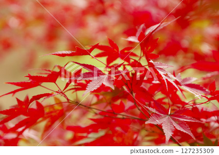 在葉子變紅的Momiji 127235309