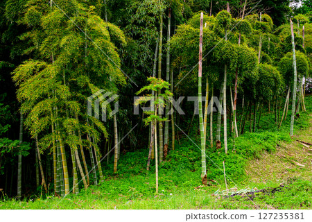 Scenery with bamboo grove 127235381