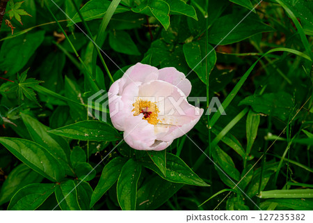 Pink mountain peony flowers 127235382