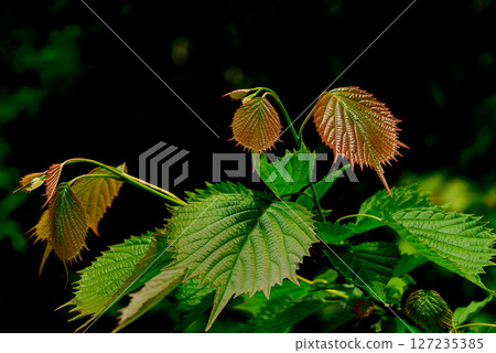 秋天的藤葉 127235385