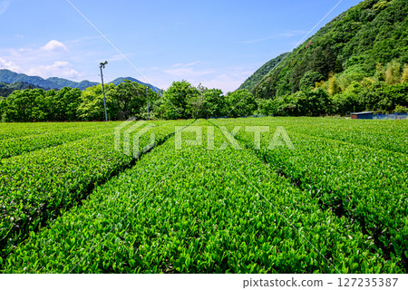 清川村茶園風景照 清川村茶園風景照 127235387