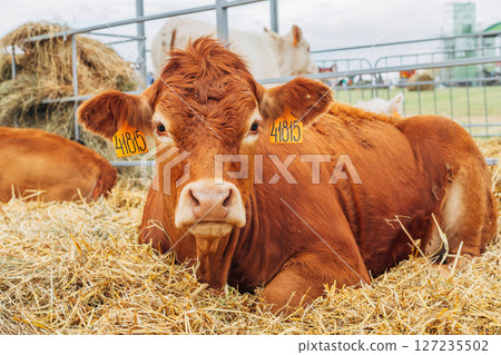 Portrait cows red jersey stand in stall eating hay. Dairy farm livestock industry. 127235502