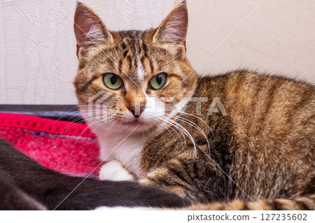 A beautiful cat with striking green eyes is relaxing on a bed 127235602