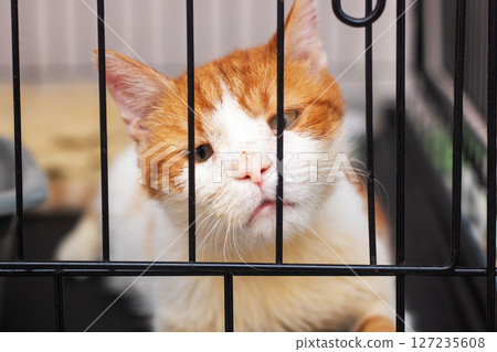 A fluffy orange and white cat is currently behind bars in a cage 127235608
