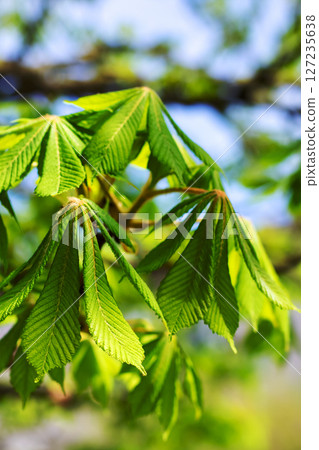 A detailed close up of a tree branch adorned with vibrant green leaves 127235638