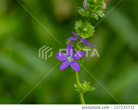雪花花 127235732