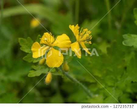 Yellow flower of Xasanow Yellow flower of Xasanow 127235737