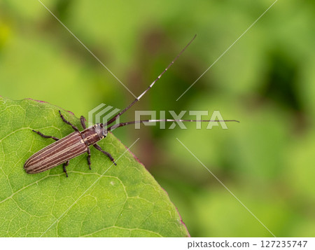 葉子上的白條紋長角甲蟲 127235747