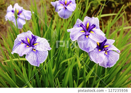 Iris serrata in Kitayama Park with beautiful purple streaks on the petals (2) 127235936