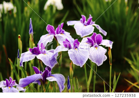 Iris serrata in Kitayama Park with beautiful purple streaks on the petals (4) 127235938