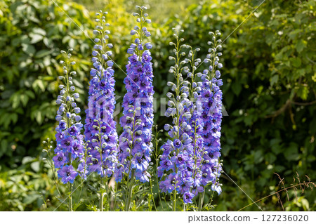 Blue delphinium flower as nice natural background 127236020