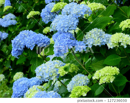 藍色繡球花 127236030