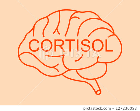 Cortisol hormone and stress response in the body. Adrenal gland function, blood circulation, and its 127236058
