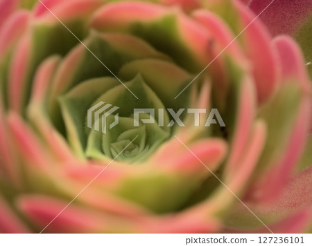 Attractive succulents photographed close-up in June 127236101
