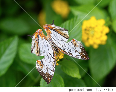 一隻蝴蝶 127236103