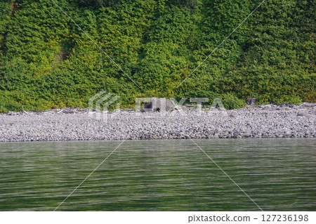 北海道知床半島棕熊 127236198