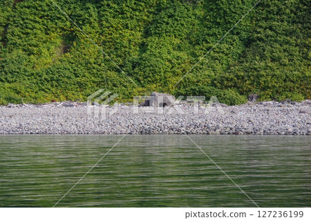 Shiretoko Peninsula, Hokkaido Brown bear 127236199
