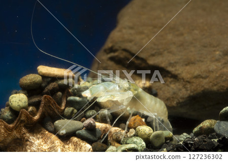 抓蝦手槍蝦 127236302