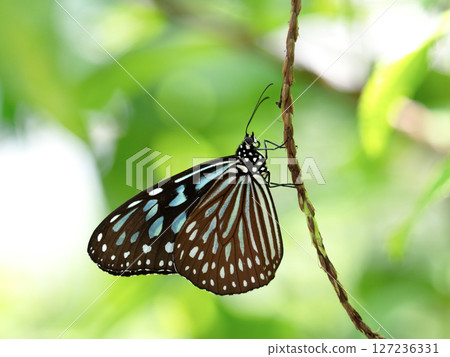 琉球栗虎 127236331