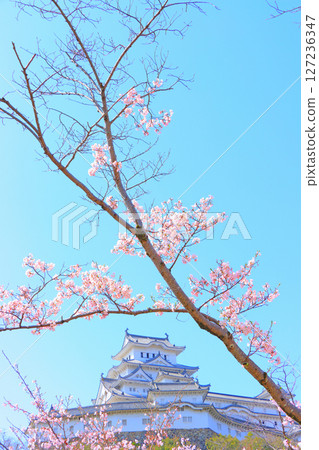 兵庫縣姬路市櫻花盛開和姬路城的景色 兵庫縣姬路市櫻花盛開和姬路城的景色 127236347